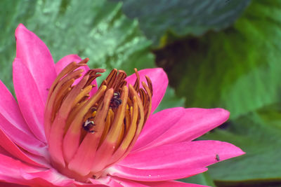 Close-up of pink lotus water lily