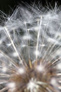 Close-up of dandelion