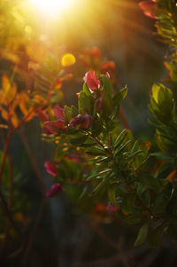 Close-up of pink flowering plant