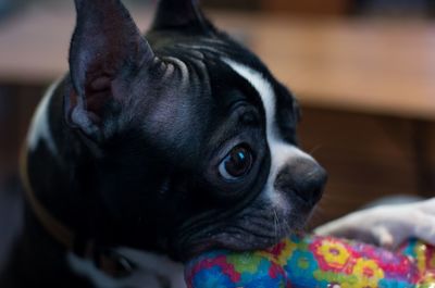 Close-up portrait of a dog