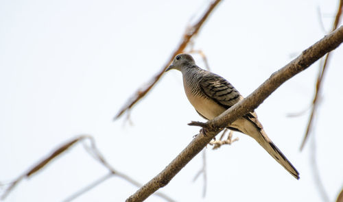 Spotted dove cling to dry branches in summer.