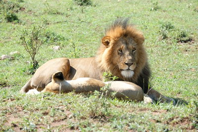 Lion resting in the ground