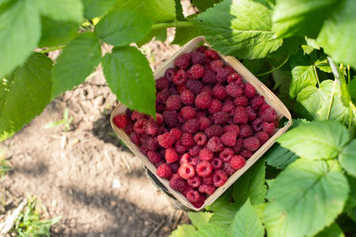 Wicker basket with raspberries in the garden on the street, top view.