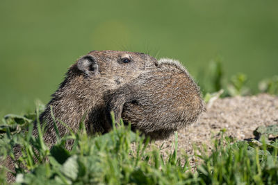 Close-up of a mother ground hog holding a baby in her mouth