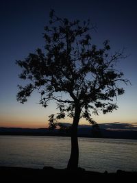 Silhouette tree on beach against sky at sunset