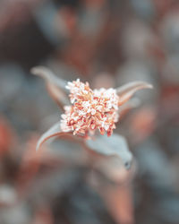 Close-up of cherry blossom