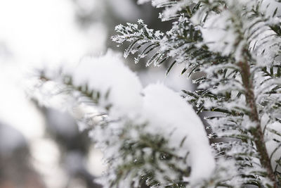 Close-up of pine tree during winter