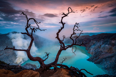 Bare tree against sky during sunset