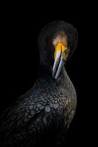 Close-up of a bird against black background