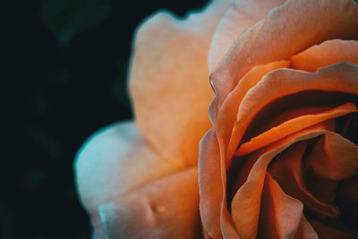 Close-up of orange rose