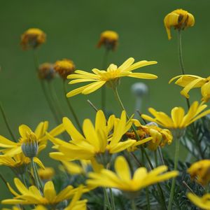 Close-up of yellow flowering plants