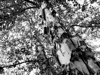 Low angle view of trees