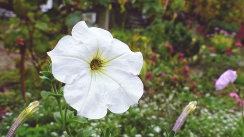 Close-up of white flower blooming outdoors