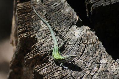 Close-up of lizard on tree