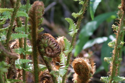 Close-up of plants growing on tree