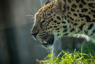 Close-up side view of amur leopard