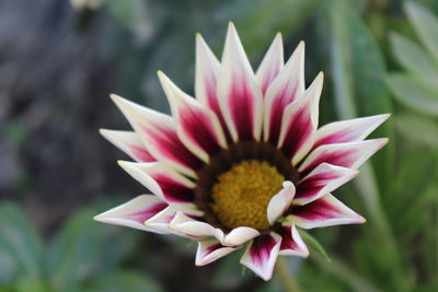 Close-up of flower blooming outdoors