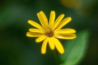 Close-up of yellow flower