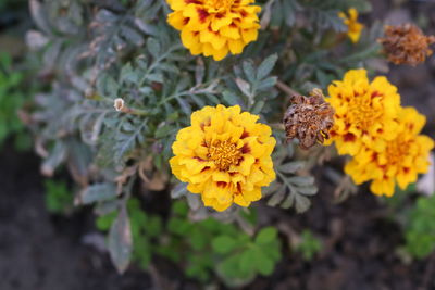 Close-up of yellow flowers blooming outdoors