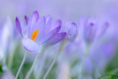 Close-up of purple flowers