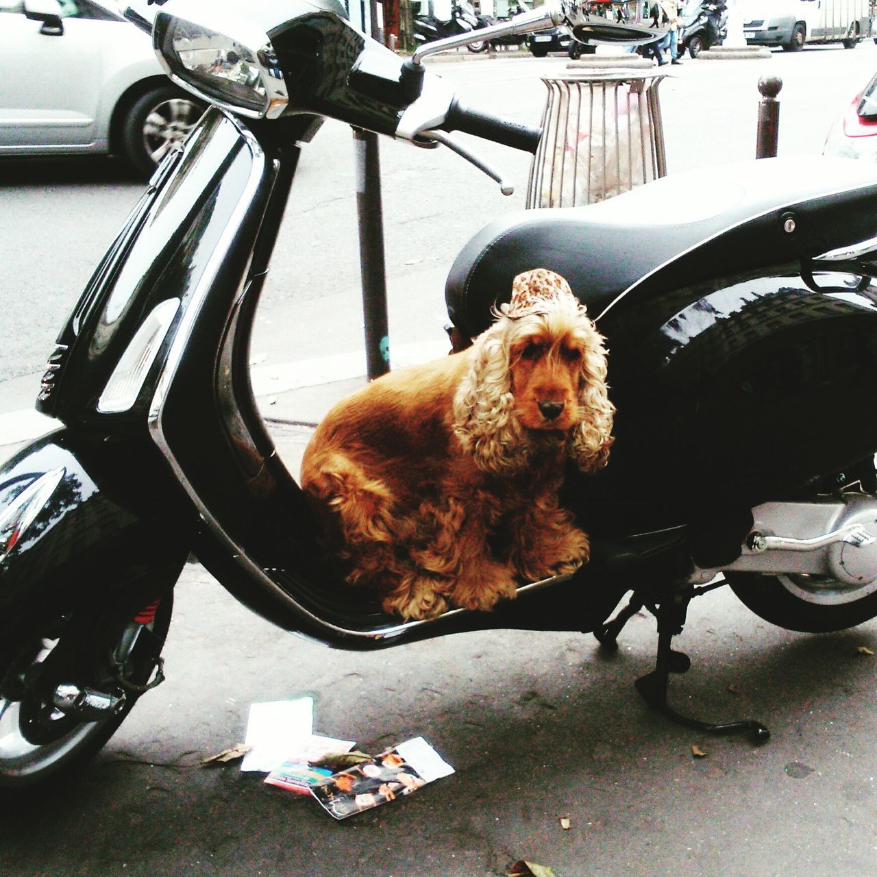 Dog with hat on a scooter