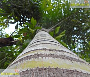 Low angle view of tree