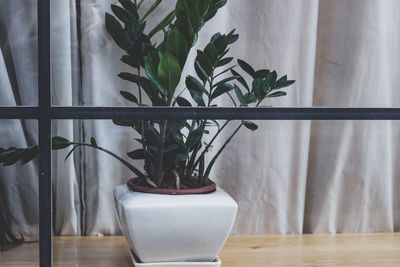 Close-up of potted plant at home