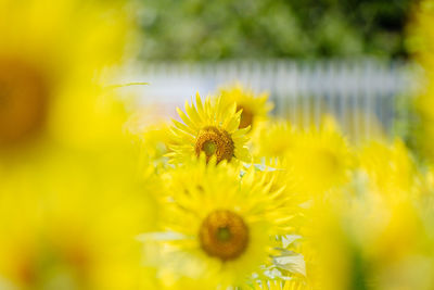 Close-up of yellow flower