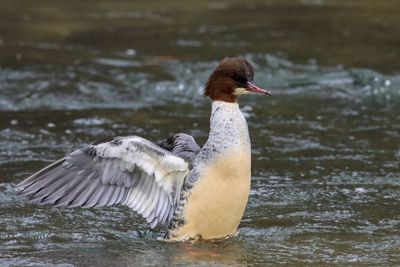 Duck swimming in lake