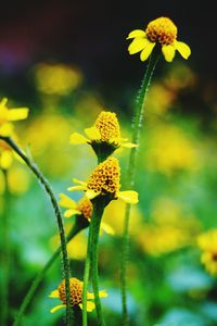 Close-up of yellow flower