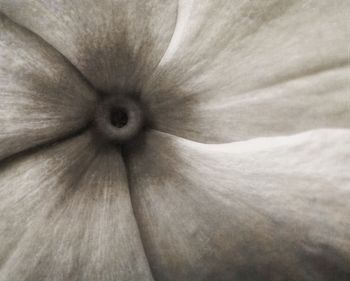 Macro shot of flower