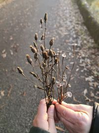 Close-up of hand holding dried outdoors