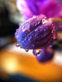 Close-up of wet flower