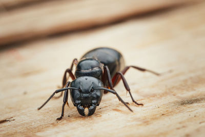 Close-up of insect on wood