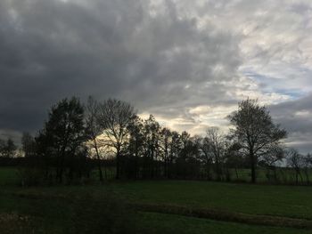 Trees on field against sky