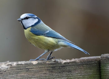 Close-up of blue tit bird perching on wood. british bird.