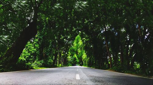 Road amidst trees in forest