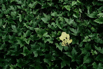 High angle view of fresh green leaves on field