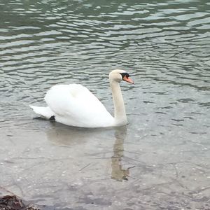 Swan swimming in lake