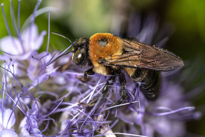 Close-up of butterfly pollinating on purple flower