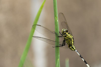 Close-up of dragonfly on twig