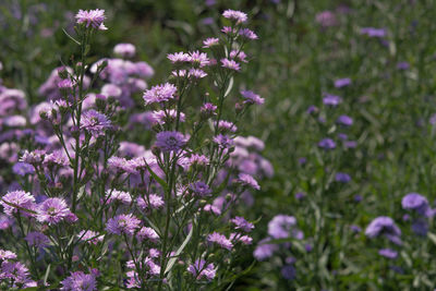 Close-up of purple flowering plants on field