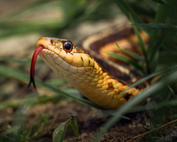 Close-up of lizard on rock