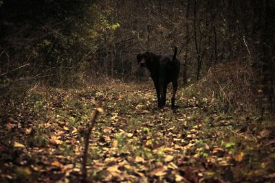 Dog walking in forest