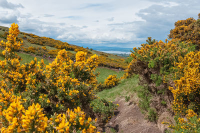 Scenic view of yellow flowering plants against sky