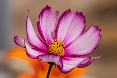 Close-up of pink cosmos flower