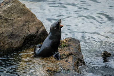 High angle view of sea lion in lake