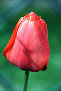 Close-up of red flower blooming outdoors