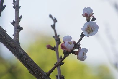 Low angle view of flowers blooming on tree