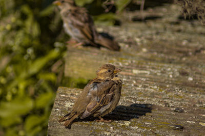 Close-up of bird perching on wood